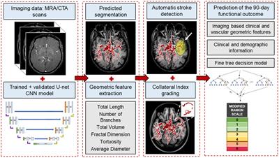 End to end stroke triage using cerebrovascular morphology and machine learning